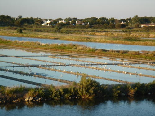 Noirmoutier-07-022.jpg