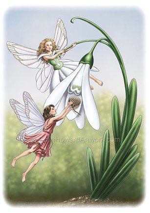 perce neige 