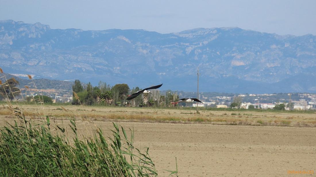le parc naturel de l'Ebre