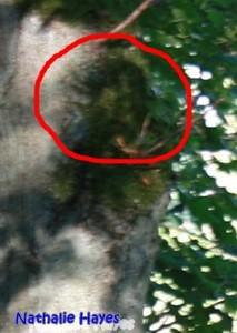 La Page de Nathalie Hayes