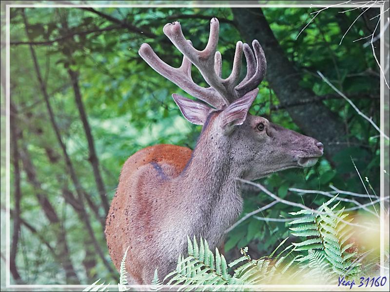 2 Cerfs en photos en période des velours - Lartigau - Milhas - 31