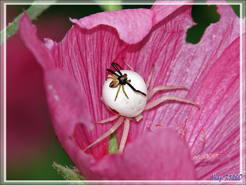 Monsieur et Madame Araignée crabe Thomise variable (Misumena vatia) post copula - Lartigau - Milhas - 31