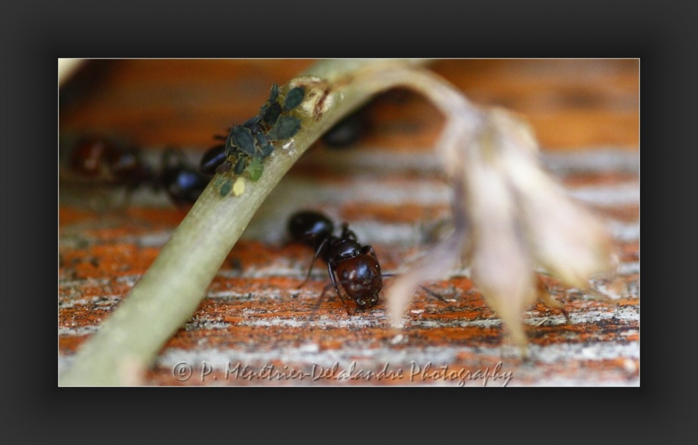 Fourmis et pucerons...