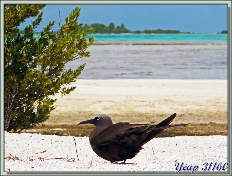 Noddi brun - Lagon Bleu - Atoll de Rangiroa - Archipel des Tuamotu - Polynésie française