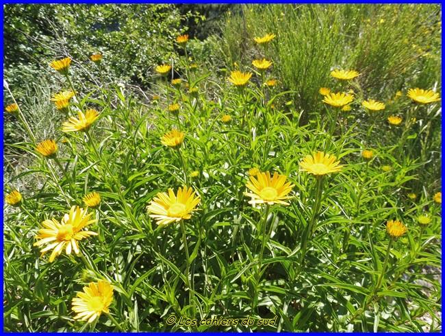 Devoluy, le sentier des Bans