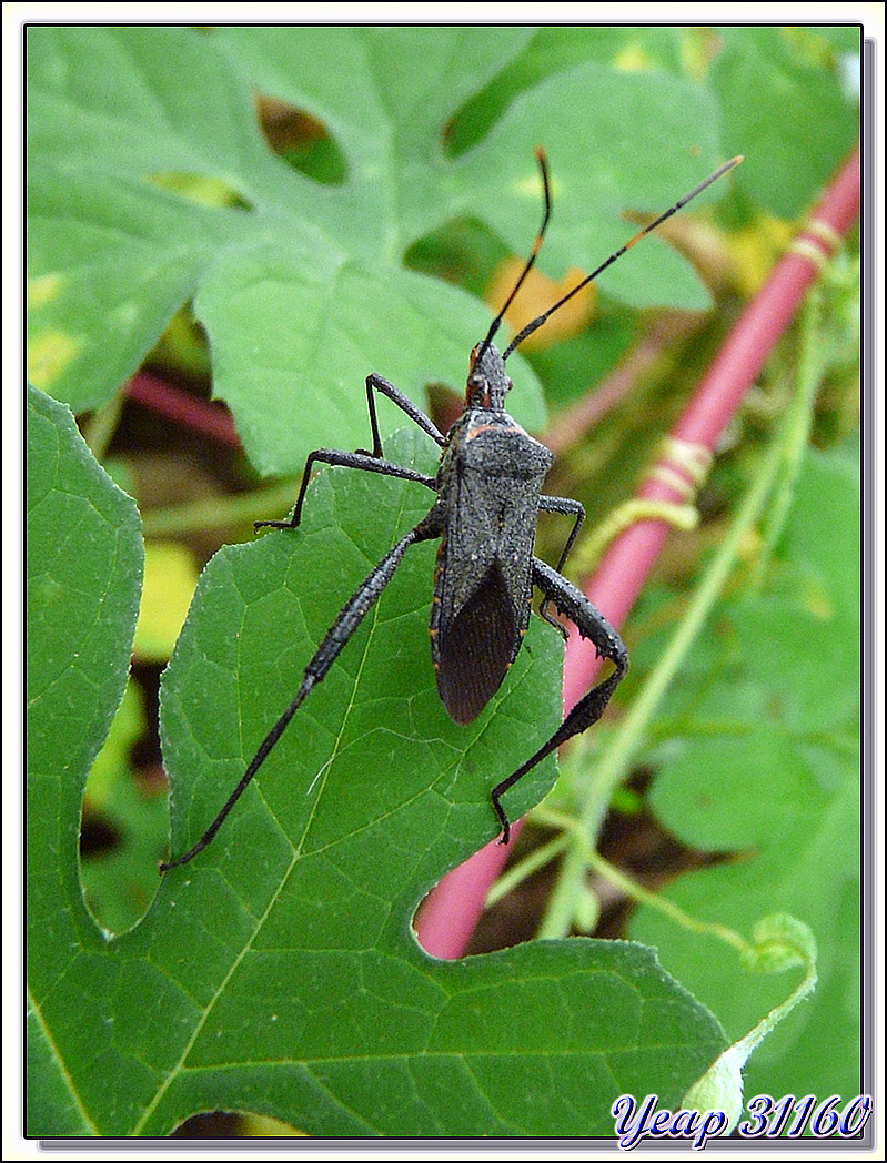 Coréide exotique (Punaise Leptoglossus gonagra) - Huahine - Polynésie française