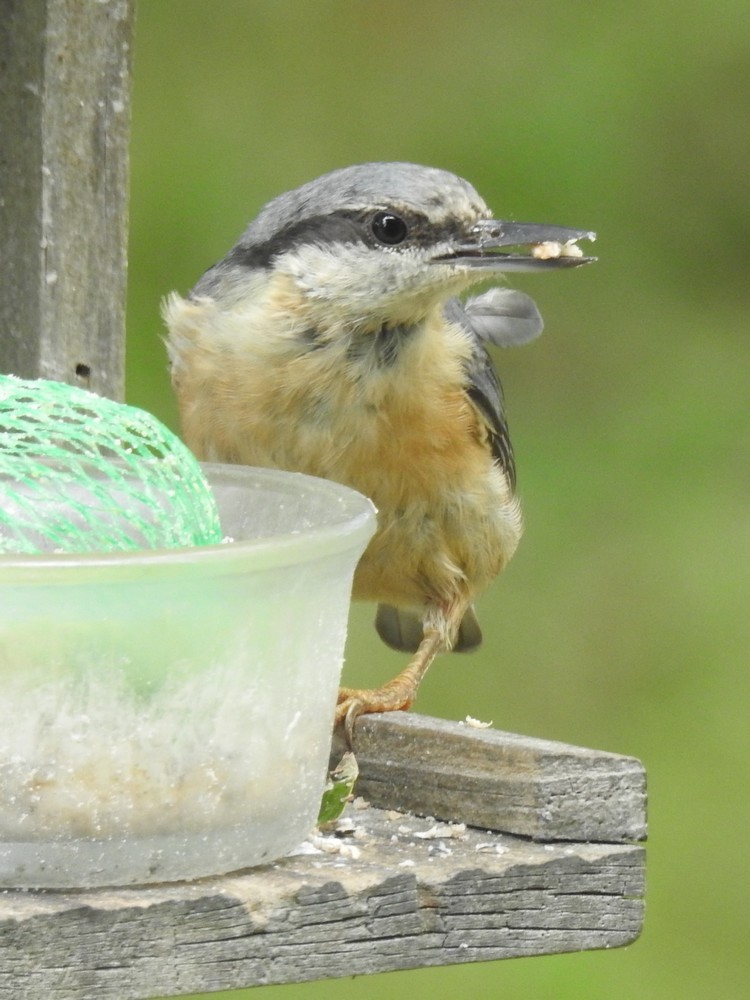 Les oiseaux de mon jardin : la sitelle torchepot...