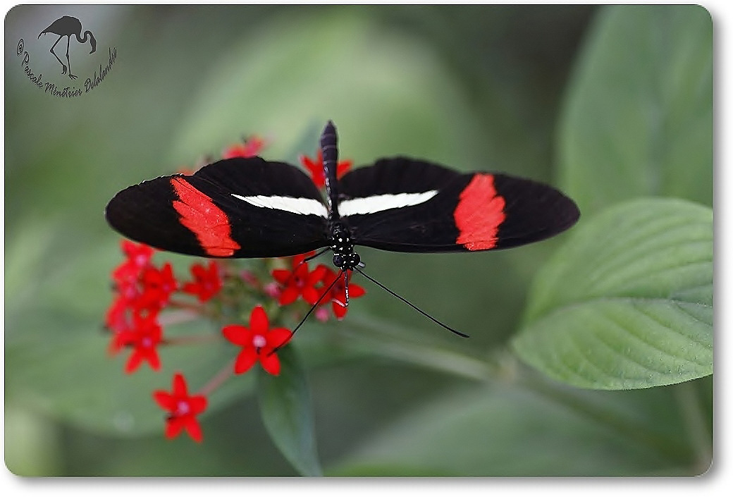 Heliconius erato petiverana - Nymphalidae