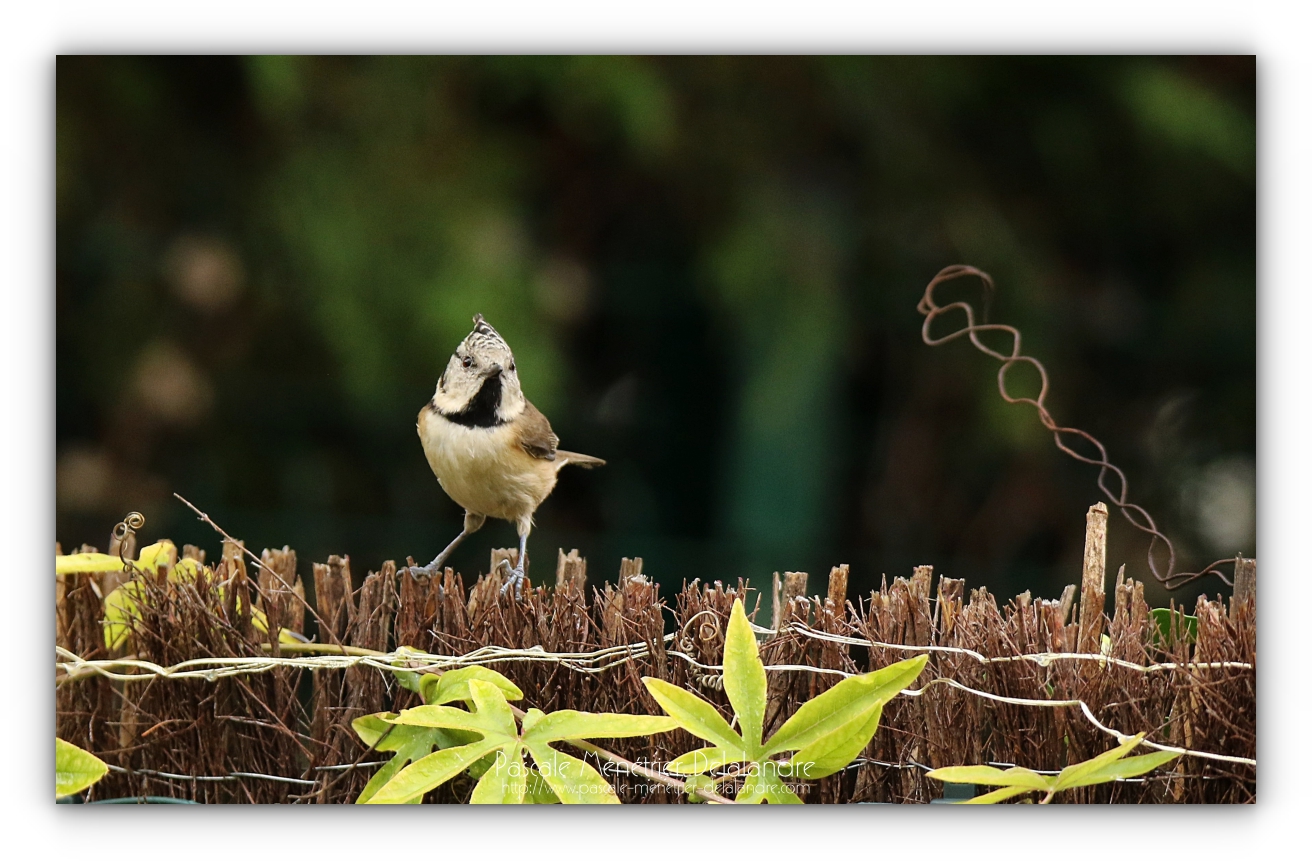 Mésange huppée au jardin
