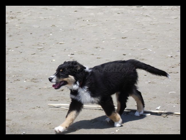 Tranches de vie d'un Australian Shepherd