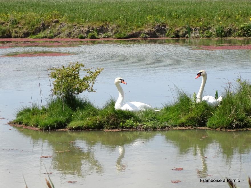 oiseaux dans le marais breton - mai 2022