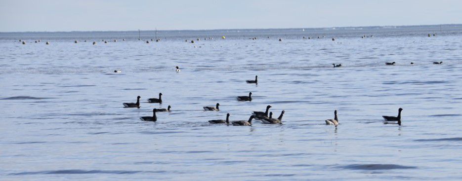 Oies bernaches près de la jetée d'Arès - février 2024...