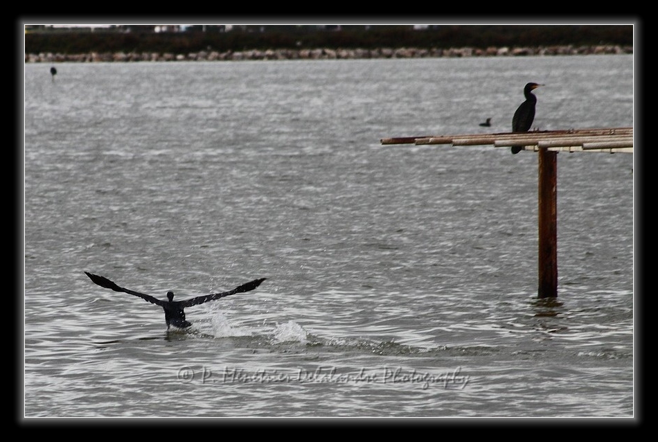 Amerissage d'un grand Cormoran...