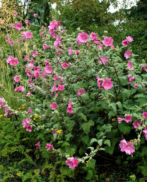 Fleurs cultivées : Lavatère
