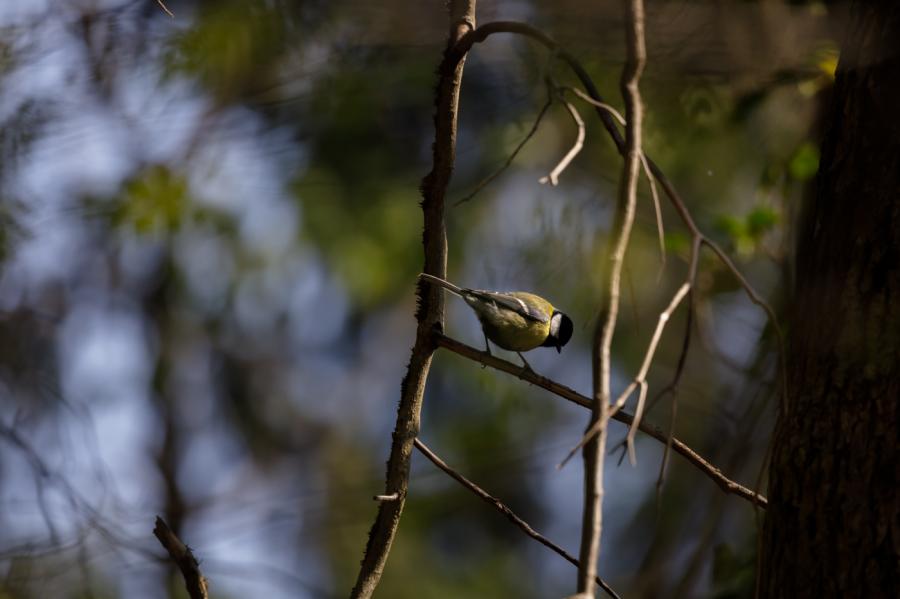 mésange charbonnière