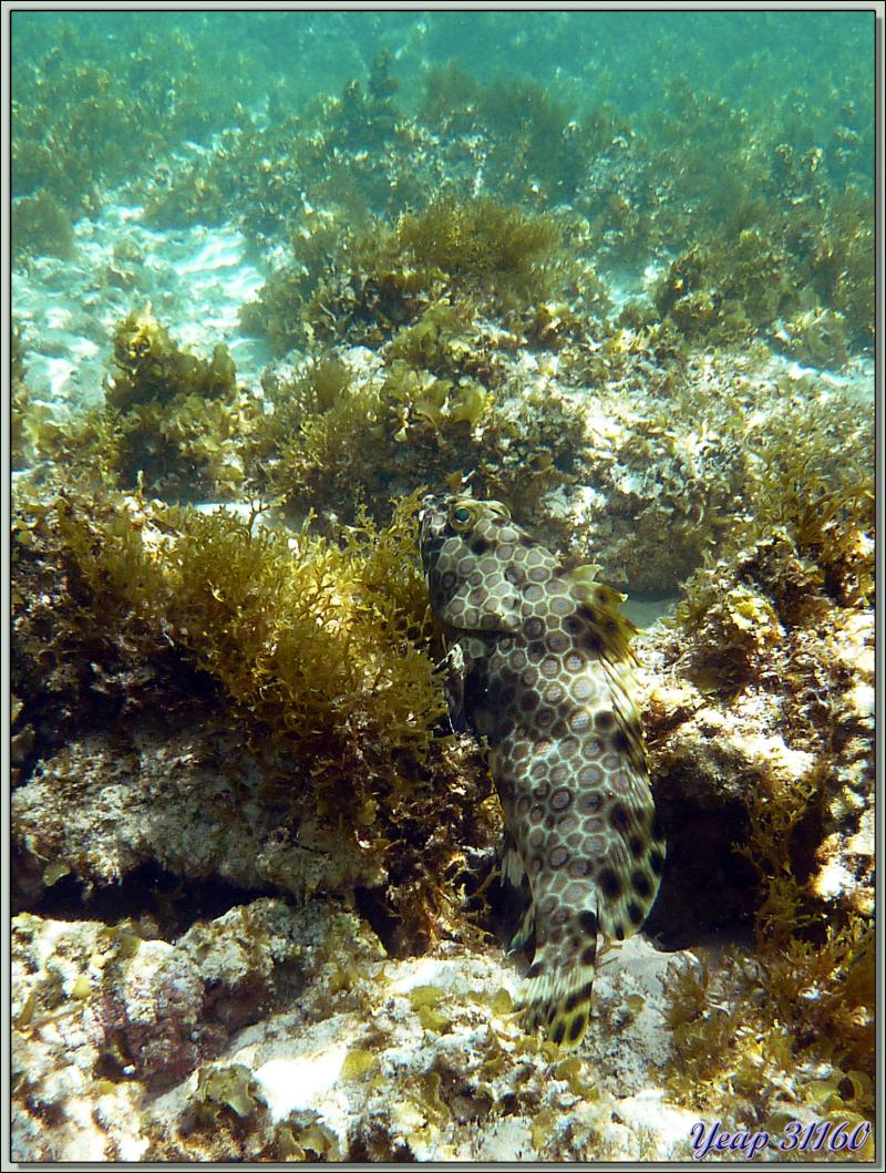 Mérou gâteau de cire ou Loche rayon de miel (Epinephelus merra) - Anse Marie-Louise - Mahé - Seychelles