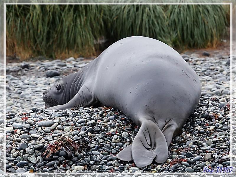La faune de Cooper Bay : Manchots à jugulaire et papous, Éléphants de mer, Otaries, Pétrels, Labbes, Chionis blancs ... - Géorgie du Sud