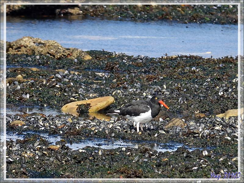 Les Ouettes de Magellan et les Huîtriers de Garnot, Magellanic Oystercatcher (Haematopus leucopodus) se partagent l'estran - Ship Harbour - New Island - Falkland (Malouines, Malvinas) - Gde-Bretagne