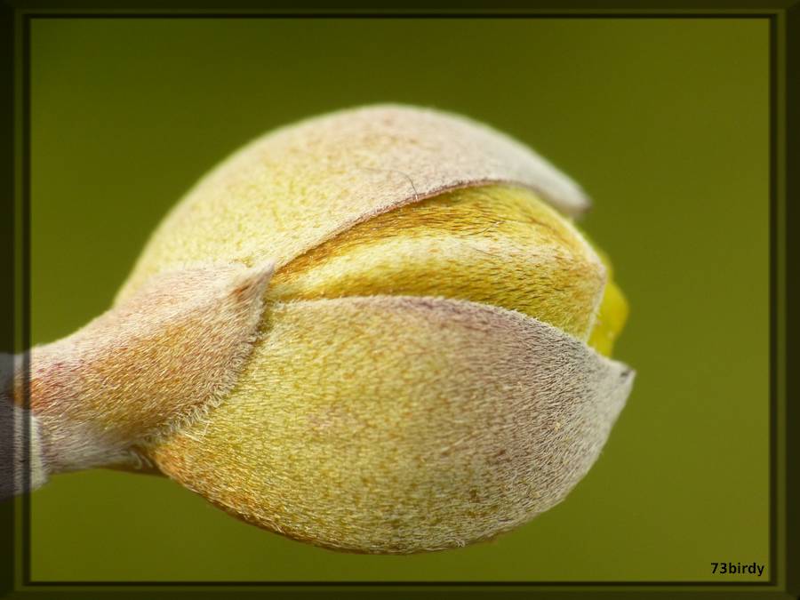 Eclosion