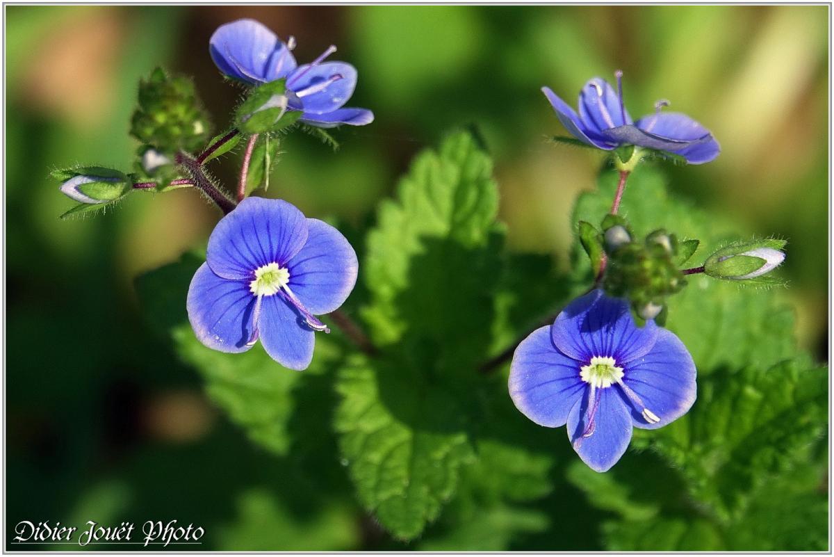 Véronique de Perse (1) - Veronica persica