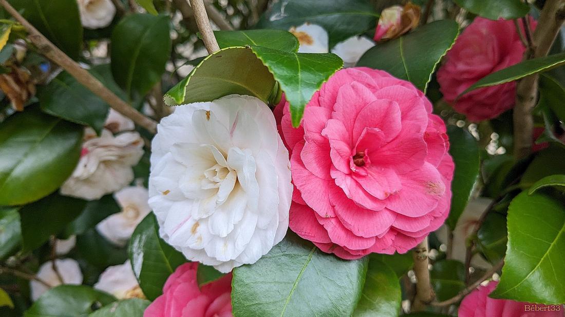 Les fleurs du moment et ++