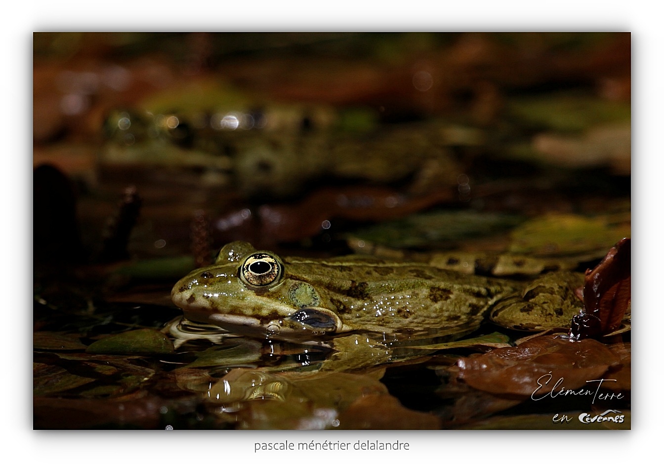 Grenouilles rieuses