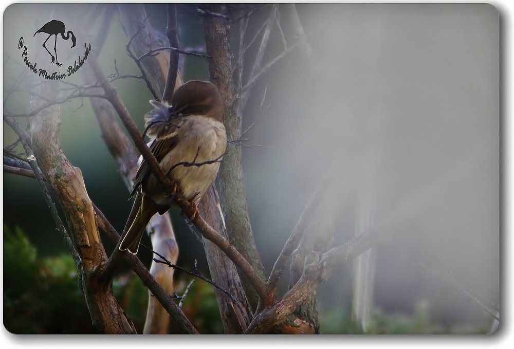 Couple de Passer domesticus- Moineaux domestiques...