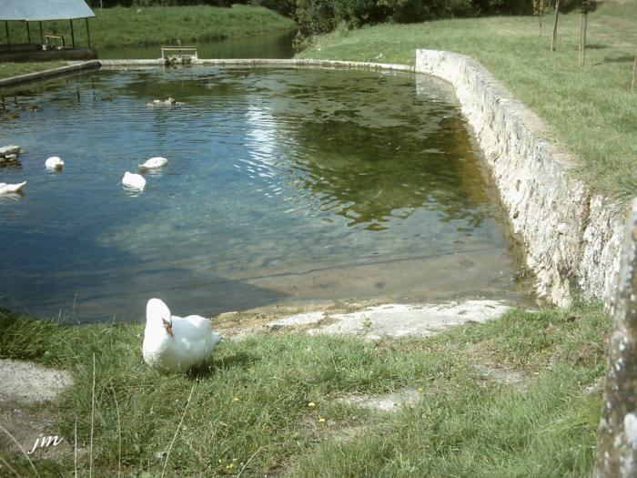 les cygnes