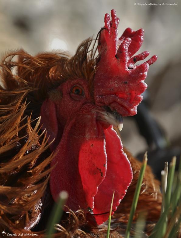 Portraits de Coq