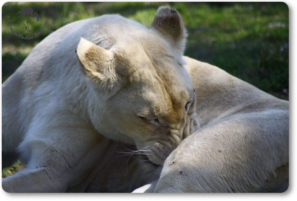 Lionne blanche... (Parc des Félins - Nesles - 77)