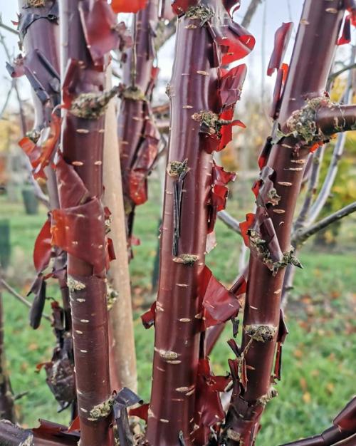 Arbre fruitier : Cerisier