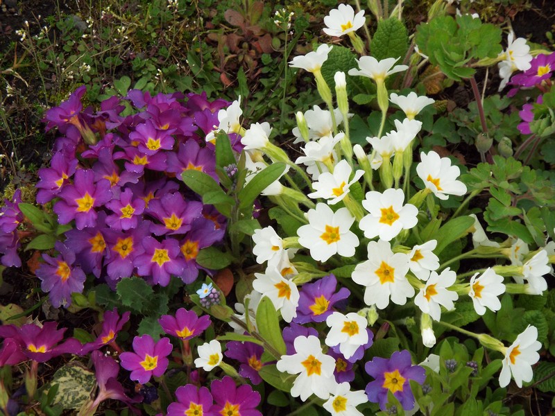Le printemps ...