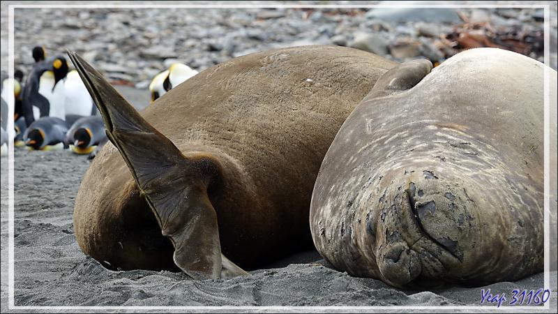 Éléphant de mer du sud (Mirounga leonina) - Saint Andrews Bay - Géorgie du Sud
