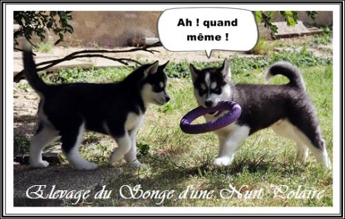 Portée d'Ourika (11 avril 2021)