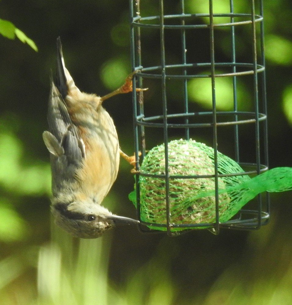 Les oiseaux de mon jardin : la sitelle torchepot...
