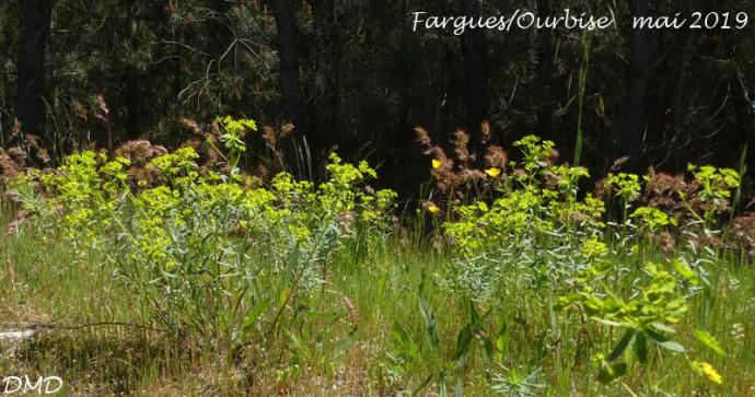 Euphorbia seguieriana  -  euphorbe de Séguier