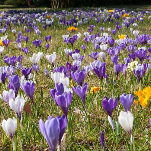 Fleurs cultivées : Crocus