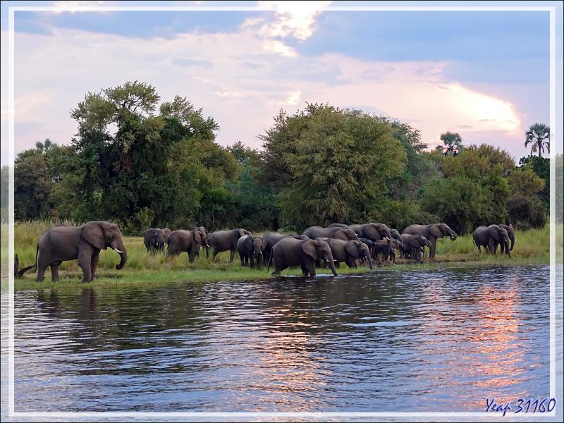Éléphants au coucher de soleil - Fleuve Zambèze - Zimbabwe
