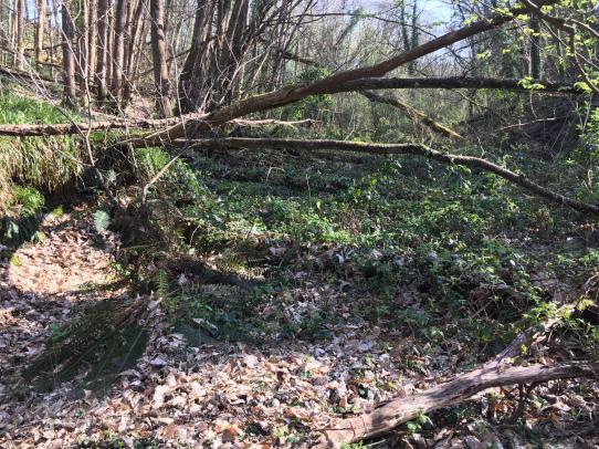 Peut être une image de nature et arbre