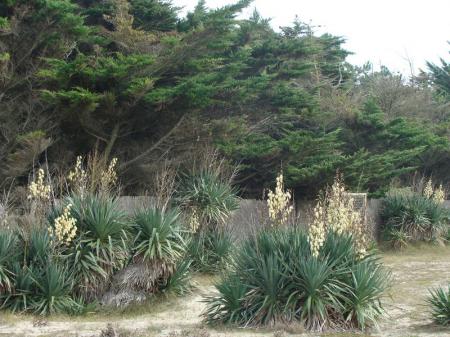 Yucca__2_