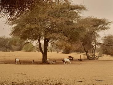 Depuis Nouakchott