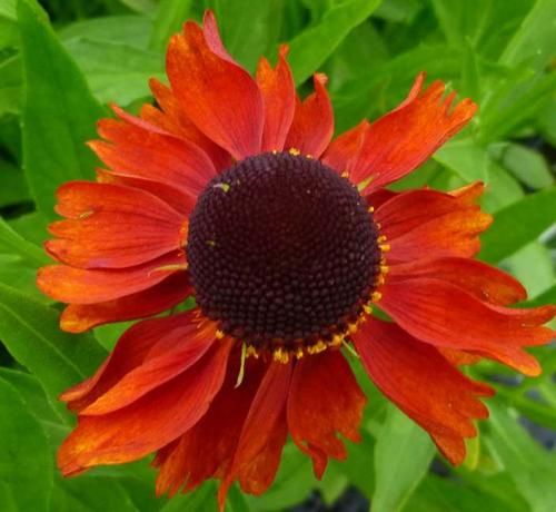 Fleurs cultivées : Hélénie