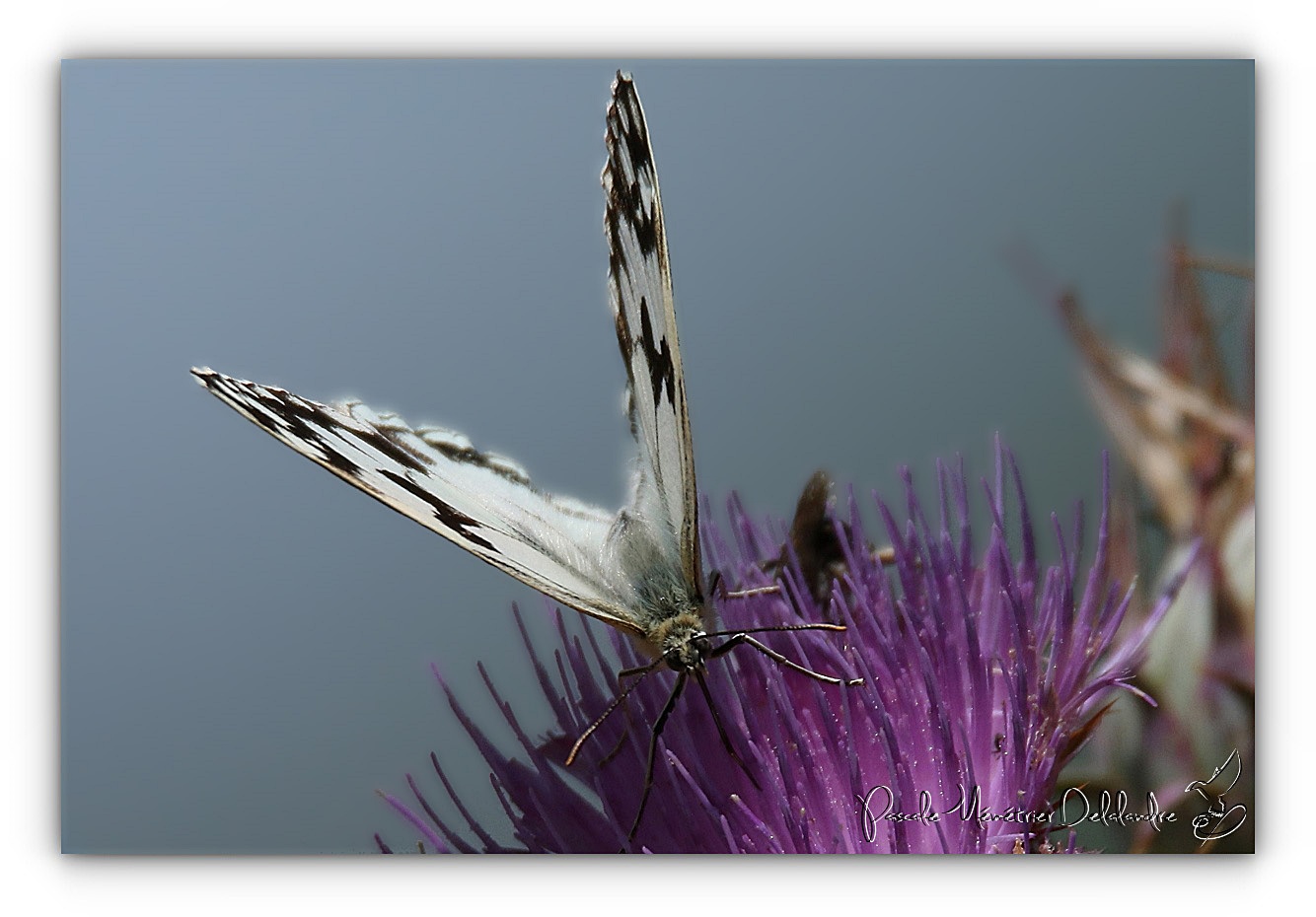 Dans la famille Nymphalidae
