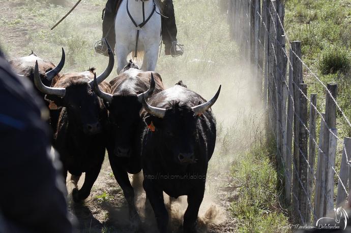 Taureaux de Camargue