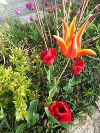 Les tulipes de mon jardin (1)