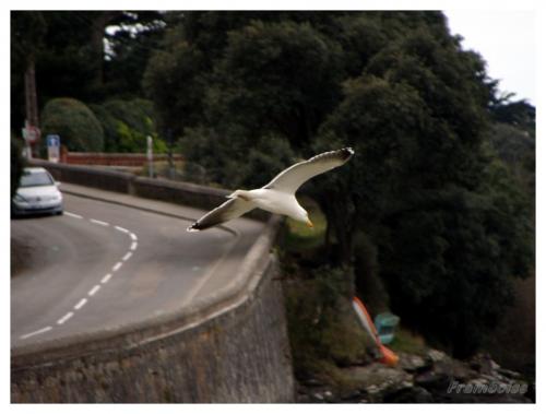 Pornic les mouettes