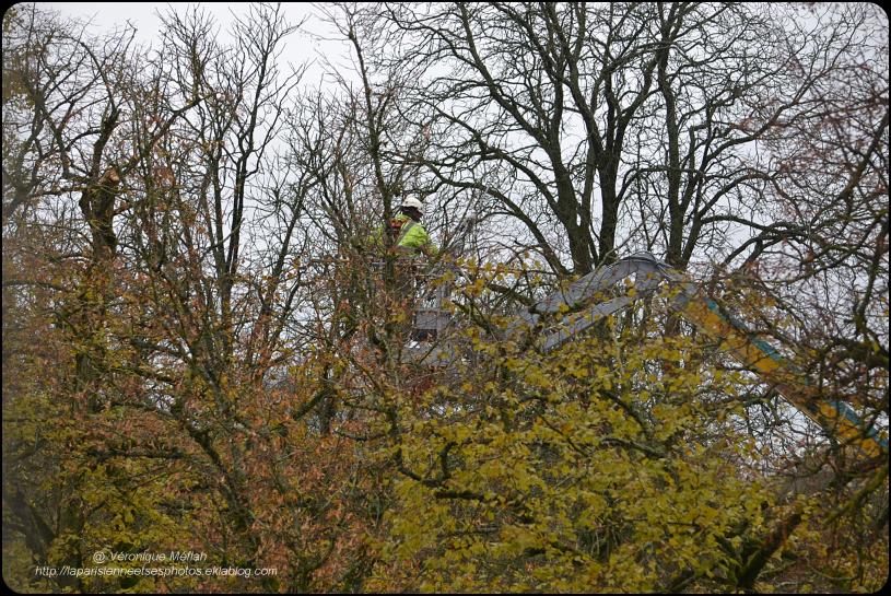 Rambouillet : élagage au Parc du château