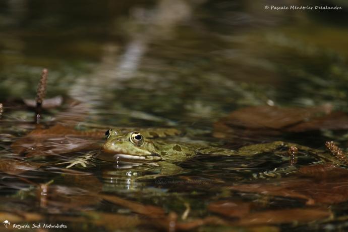 Grenouille rieuse - pélophylax ridibundus