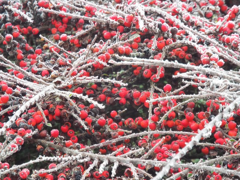 Résistant ... "Le cotoneaster" !