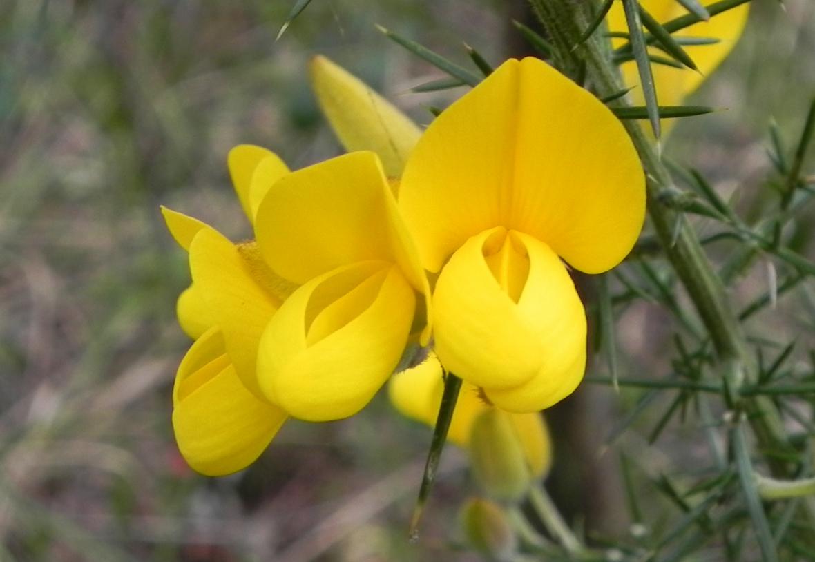 Des fleurs jaune Genet et ajonc
